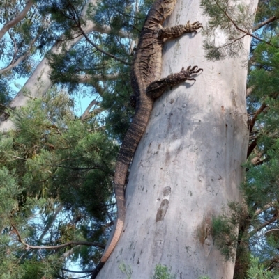 Varanus varius (Lace Monitor) at Morago, NSW - 8 Jan 2024 by RobCook