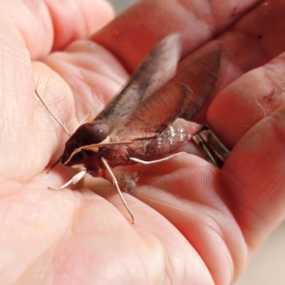 Hippotion scrofa (Coprosma Hawk Moth) at QPRC LGA - 23 Jan 2024 by Csteele4