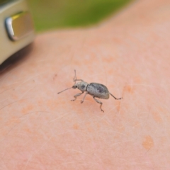 Merimnetes sp. (genus) (A weevil) at Bungonia, NSW - 22 Jan 2024 by Csteele4