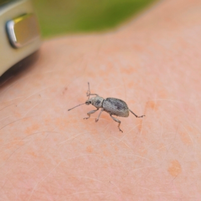 Merimnetes sp. (genus) (A weevil) at Bungonia National Park - 22 Jan 2024 by Csteele4