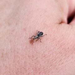 Merimnetes sp. (genus) at Bungonia National Park - 22 Jan 2024 06:50 PM