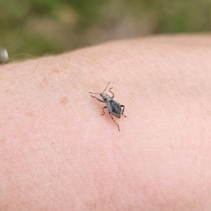 Merimnetes sp. (genus) at Bungonia National Park - 22 Jan 2024 06:50 PM