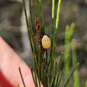 Orcus sp. (genus) at Bungonia National Park - 22 Jan 2024 06:14 PM