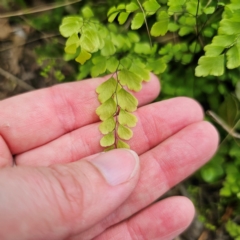 Adiantum aethiopicum (Common Maidenhair Fern) at Bungonia National Park - 22 Jan 2024 by Csteele4