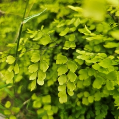 Adiantum aethiopicum at Bungonia National Park - suppressed