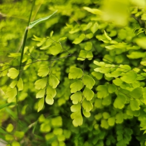 Adiantum aethiopicum at Bungonia National Park - suppressed