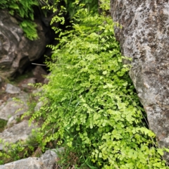 Adiantum aethiopicum at Bungonia National Park - suppressed