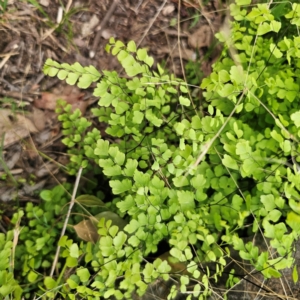 Adiantum aethiopicum at Bungonia National Park - suppressed