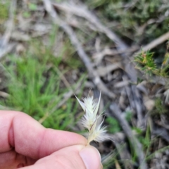 Rytidosperma (genus) (Wallaby Grass) at Bungonia National Park - 22 Jan 2024 by Csteele4