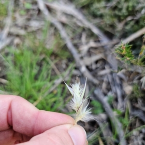 Rytidosperma sp. at Bungonia National Park - 22 Jan 2024