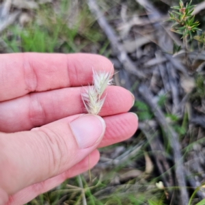 Rytidosperma sp. at Bungonia National Park - 22 Jan 2024