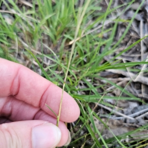 Rytidosperma sp. at Bungonia National Park - 22 Jan 2024