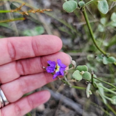 Dampiera purpurea (Purple Dampiera) at Bungonia National Park - 22 Jan 2024 by Csteele4