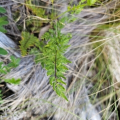 Cheilanthes sieberi subsp. sieberi (Mulga Rock Fern) at Bungonia National Park - 22 Jan 2024 by Csteele4