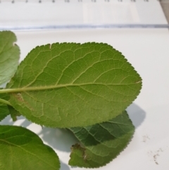 Malus sp. at Lower Cotter Catchment - 22 Jan 2024