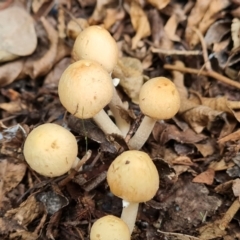 Unidentified Cap on a stem; gills below cap [mushrooms or mushroom-like] at Isaacs, ACT - 22 Jan 2024 by Mike