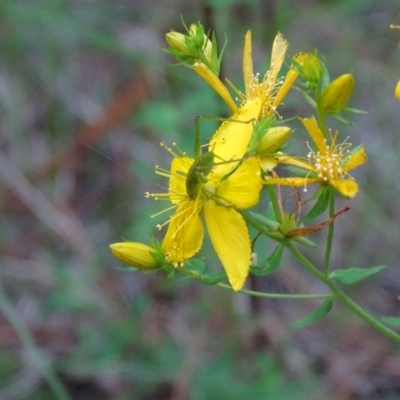 Caedicia simplex (Common Garden Katydid) at Isaacs Pines (ICP) - 21 Jan 2024 by Mike