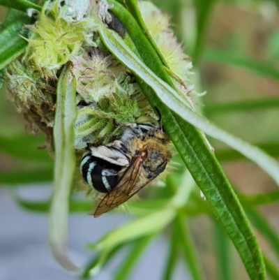 Amegilla sp. (genus) (Blue Banded Bee) at Isaacs Ridge and Nearby - 22 Jan 2024 by Mike