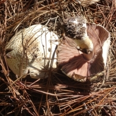 Agaricus sp. at Isaacs Ridge and Nearby - 22 Jan 2024 10:31 AM