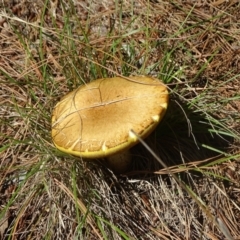 Suillus sp. (A bolete ) at Isaacs, ACT - 21 Jan 2024 by Mike