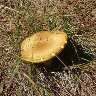 Suillus sp. (A bolete ) at Isaacs Ridge and Nearby - 22 Jan 2024 by Mike