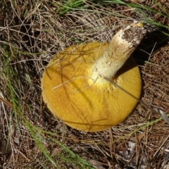 Suillus sp. at Isaacs Ridge and Nearby - 22 Jan 2024 10:32 AM