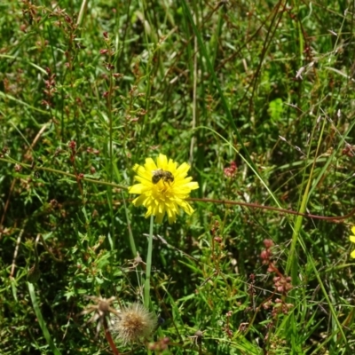 Lasioglossum (Chilalictus) sp. (genus & subgenus) (Halictid bee) at Isaacs, ACT - 20 Jan 2024 by Mike