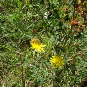 Apis mellifera at Isaacs Ridge NR (ICR) - 21 Jan 2024 09:37 AM