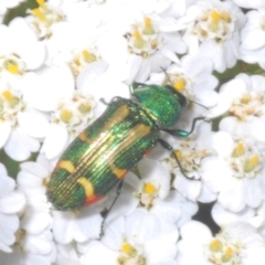 Castiarina flavoviridis (A jewel beetle) at Smiggin Holes, NSW - 19 Jan 2024 by Harrisi