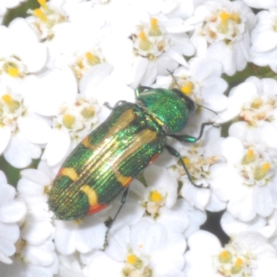 Castiarina flavoviridis (A jewel beetle) at Smiggin Holes, NSW - 19 Jan 2024 by Harrisi
