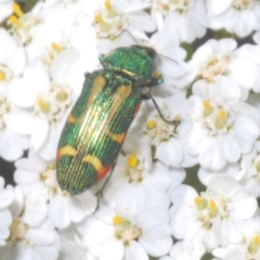 Castiarina flavoviridis at Kosciuszko National Park - 19 Jan 2024 06:06 PM