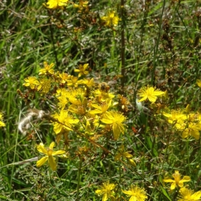 Apis mellifera (European honey bee) at Isaacs Ridge NR (ICR) - 21 Jan 2024 by Mike