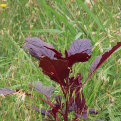 Amaranthus caudatus (Cat's Tail) at West Belconnen Pond - 23 Jan 2024 by SandraH