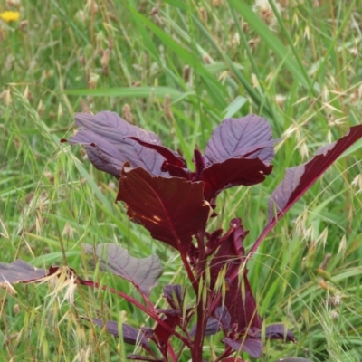 Amaranthus caudatus (Cat's Tail) at West Belconnen Pond - 22 Jan 2024 by SandraH