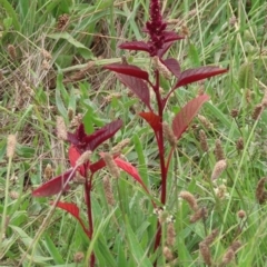 Amaranthus caudatus at West Belconnen Pond - 23 Jan 2024