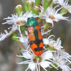Castiarina scalaris (Scalaris jewel beetle) at Kosciuszko National Park - 19 Jan 2024 by Harrisi