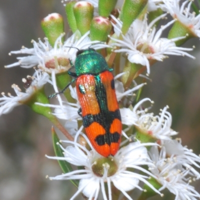 Castiarina scalaris (Scalaris jewel beetle) at Wilsons Valley, NSW - 19 Jan 2024 by Harrisi