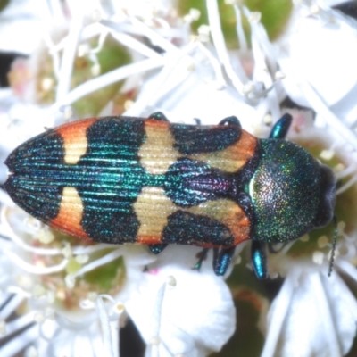 Castiarina sexplagiata (Jewel beetle) at Creel Bay, NSW - 19 Jan 2024 by Harrisi