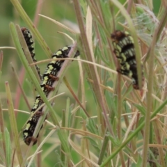 Phalaenoides tristifica (Willow-herb Day-moth) at West Belconnen Pond - 23 Jan 2024 by SandraH