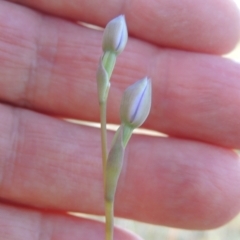 Thelymitra sp. (A Sun Orchid) at Theodore, ACT - 13 Oct 2023 by michaelb