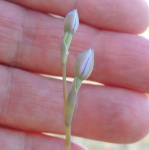 Thelymitra sp. at Tuggeranong Hill - 13 Oct 2023