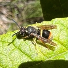Paralastor sp. (genus) (Potter Wasp) at Tidbinbilla Nature Reserve - 19 Jan 2024 by Pirom