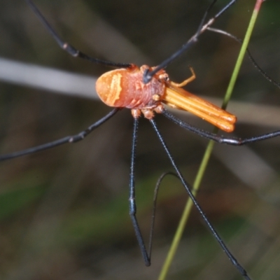 Opiliones (order) (Unidentified harvestman) at Wilsons Valley, NSW - 19 Jan 2024 by Harrisi