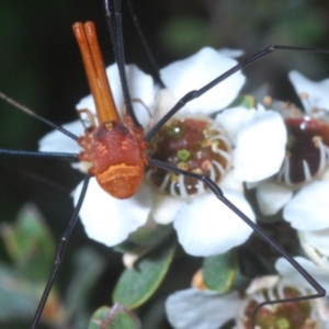 Opiliones (order) at Wilsons Valley, NSW - 20 Jan 2024 10:33 AM