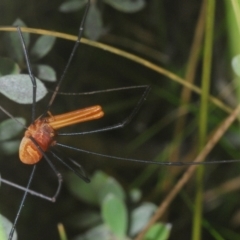 Opiliones (order) at Wilsons Valley, NSW - 20 Jan 2024 10:33 AM