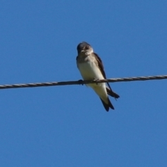 Petrochelidon nigricans (Tree Martin) at Wingecarribee Local Government Area - 18 Jan 2024 by JanHartog