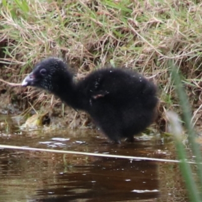 Porphyrio melanotus (Australasian Swamphen) at Alpine, NSW - 22 Jan 2024 by JanHartog