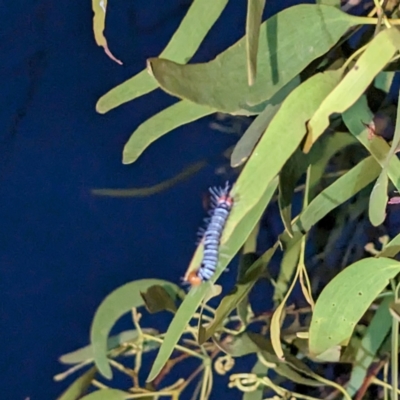 Comocrus behri (Mistletoe Day Moth) at Lions Youth Haven - Westwood Farm A.C.T. - 22 Jan 2024 by HelenCross