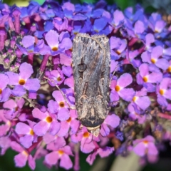 Agrotis munda (Brown Cutworm) at Kambah, ACT - 22 Jan 2024 by HelenCross