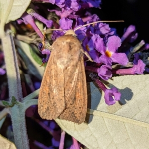 Mythimna (Pseudaletia) convecta at Lions Youth Haven - Westwood Farm A.C.T. - 22 Jan 2024